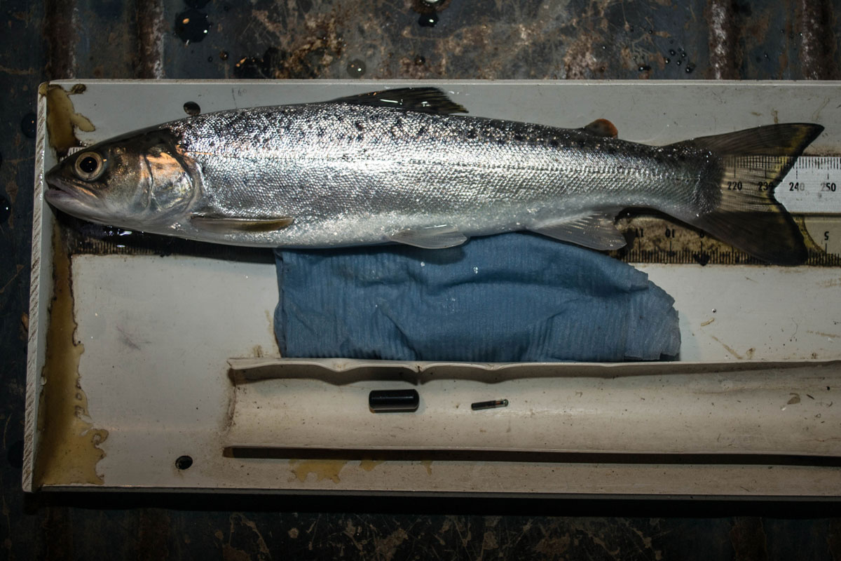Sea trout with tags